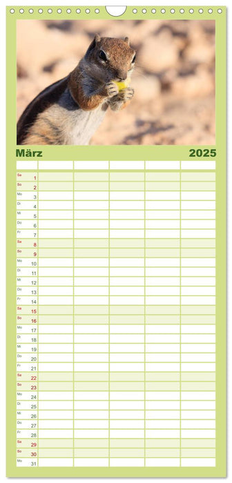 Atlashörnchen (CALVENDO Familienplaner 2025)