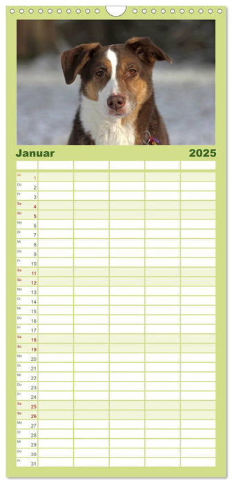Faszination Hund (CALVENDO Familienplaner 2025)