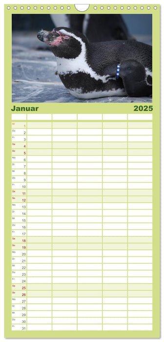 Pinguine 2025 (CALVENDO Familienplaner 2025)