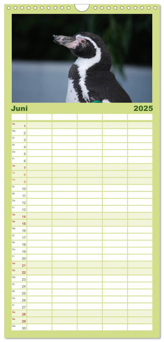 Pinguine 2025 (CALVENDO Familienplaner 2025)