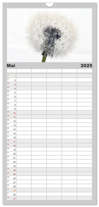 Filigrane Pusteblumen / Geburtstagskalender (CALVENDO Familienplaner 2025)