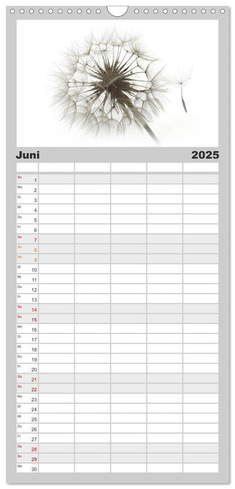 Filigrane Pusteblumen / Geburtstagskalender (CALVENDO Familienplaner 2025)