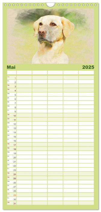 Labrador Retriever 2025 (CALVENDO Familienplaner 2025)