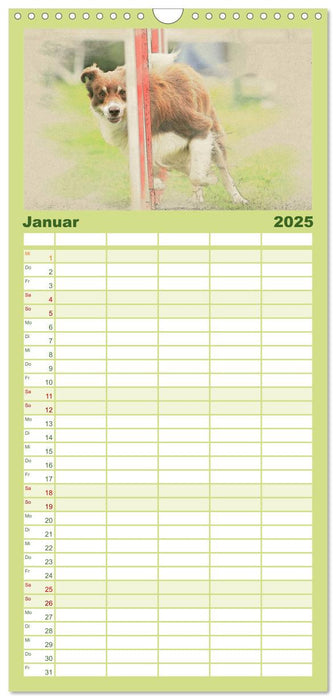 Australian Shepherds 2025 (CALVENDO Familienplaner 2025)