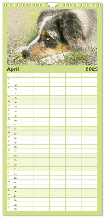 Australian Shepherds 2025 (CALVENDO Familienplaner 2025)
