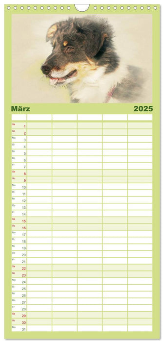 Hundewelpen 2025 (CALVENDO Familienplaner 2025)