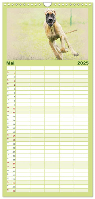 Hundewelpen 2025 (CALVENDO Familienplaner 2025)