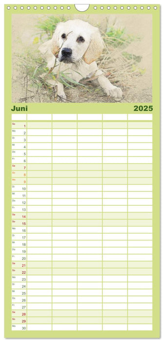 Hundewelpen 2025 (CALVENDO Familienplaner 2025)