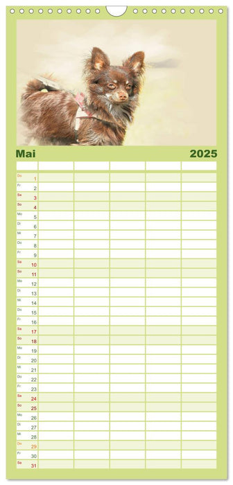 Chihuahuas 2025 (CALVENDO Familienplaner 2025)