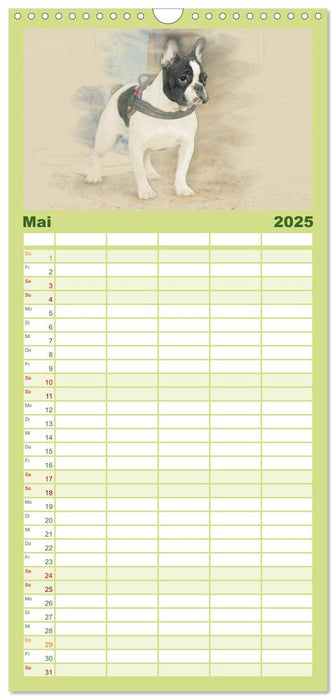 Französische Bulldoggen 2025 (CALVENDO Familienplaner 2025)
