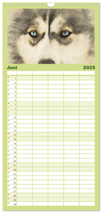 Schlittenhunde 2025 (CALVENDO Familienplaner 2025)