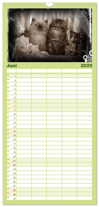 Oma's Katzenkalender 2025 (CALVENDO Familienplaner 2025)
