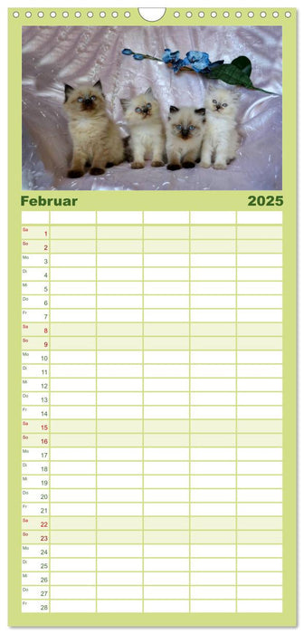 Colourpoint Katzen (CALVENDO Familienplaner 2025)