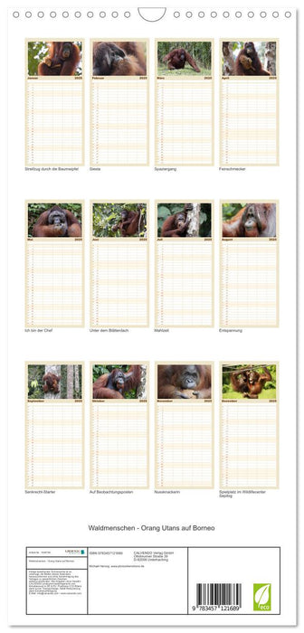 Waldmenschen - Orang Utans auf Borneo (CALVENDO Familienplaner 2025)