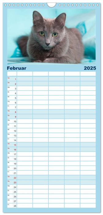 Nebelung Katzen (CALVENDO Familienplaner 2025)