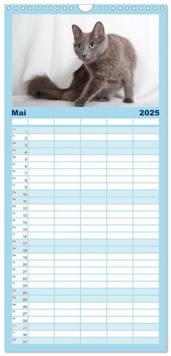 Nebelung Katzen (CALVENDO Familienplaner 2025)