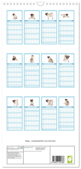 Mops - unwiderstehlich und charmant (CALVENDO Familienplaner 2025)