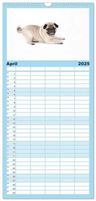 Mops - unwiderstehlich und charmant (CALVENDO Familienplaner 2025)