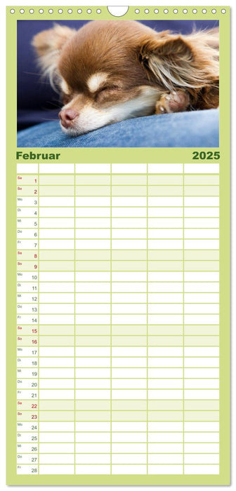 Chihuahuas - kleine Herzensbrecher (CALVENDO Familienplaner 2025)
