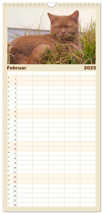 Bärige Schmusetiger - Britisch Kurzhaar Katzen (CALVENDO Familienplaner 2025)