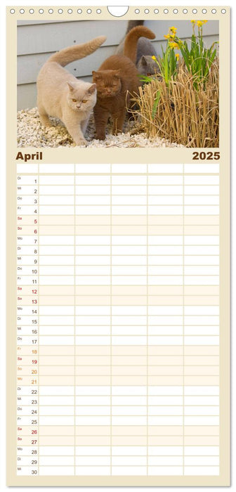 Bärige Schmusetiger - Britisch Kurzhaar Katzen (CALVENDO Familienplaner 2025)