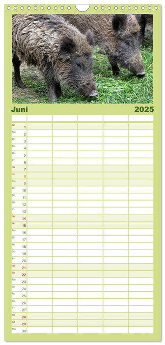 Wildschweine (CALVENDO Familienplaner 2025)