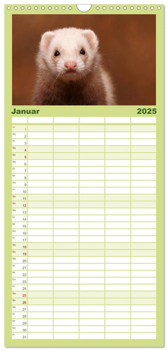 Frettchen - Ferrets (CALVENDO Familienplaner 2025)