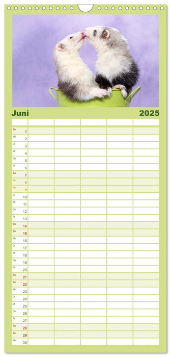 Frettchen - Ferrets (CALVENDO Familienplaner 2025)