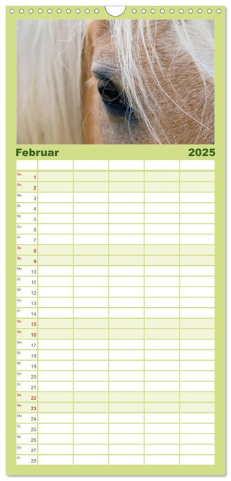 Wunderschöne Haflingerwelt (CALVENDO Familienplaner 2025)