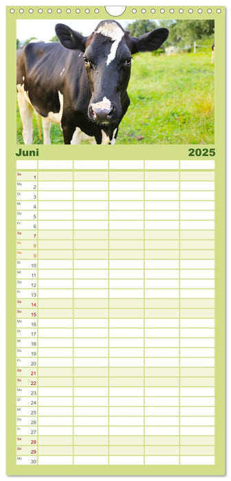 Sanfte Holsteiner (CALVENDO Familienplaner 2025)