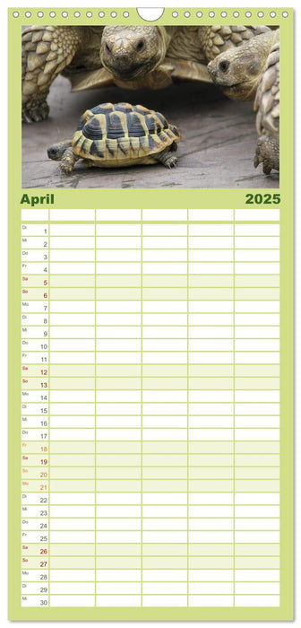 Landschildkröten (CALVENDO Familienplaner 2025)