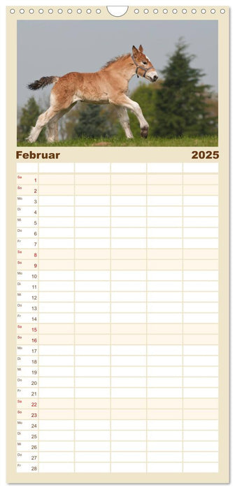Kaltblut - schwere Pferde mit Herz (CALVENDO Familienplaner 2025)