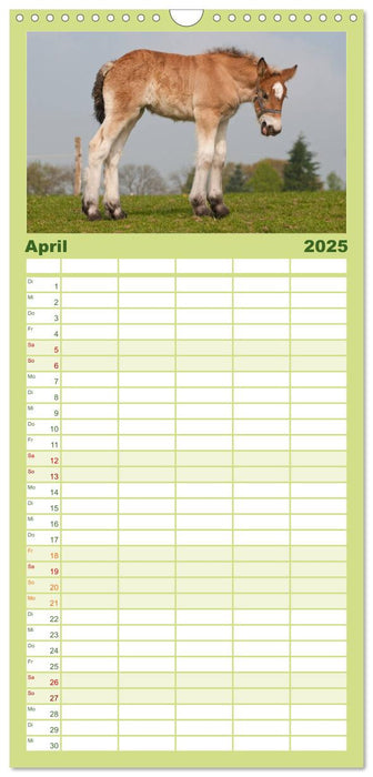 Fohlen - Lustige Pferdekinder (CALVENDO Familienplaner 2025)