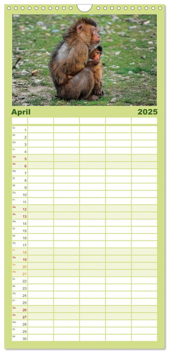 Affen - Affenkinder (CALVENDO Familienplaner 2025)