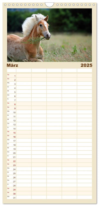 Haflinger (CALVENDO Familienplaner 2025)