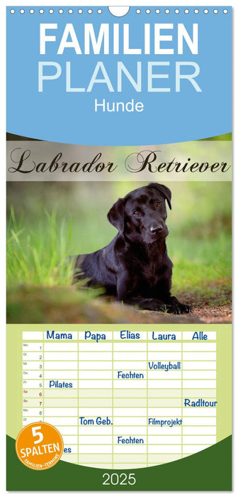 Labrador Retriever (CALVENDO Familienplaner 2025)