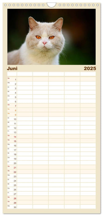 Die Britisch Kurzhaar Katze (CALVENDO Familienplaner 2025)