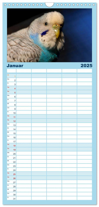 Wellensittichträume - Der neue Wellensittich-Naturkalender (CALVENDO Familienplaner 2025)