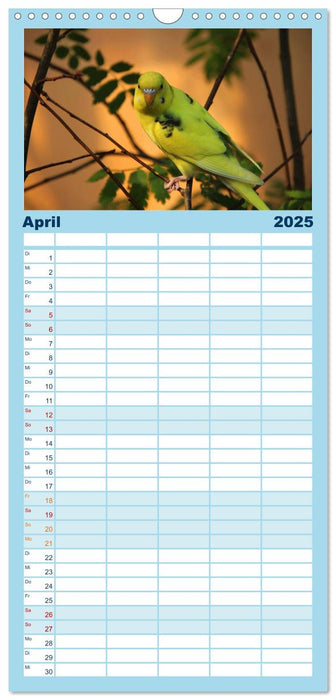 Wellensittichträume - Der neue Wellensittich-Naturkalender (CALVENDO Familienplaner 2025)