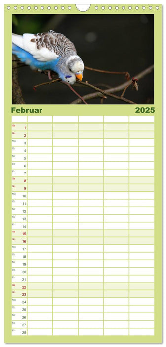 Wellensittichkalender (CALVENDO Familienplaner 2025)