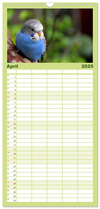 Wellensittichkalender (CALVENDO Familienplaner 2025)