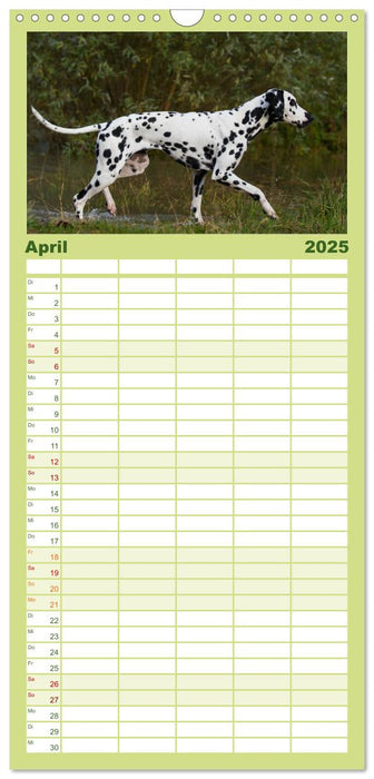 Auf den Punkt - Dalmatiner (CALVENDO Familienplaner 2025)