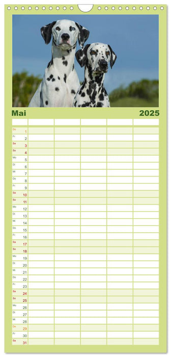Auf den Punkt - Dalmatiner (CALVENDO Familienplaner 2025)