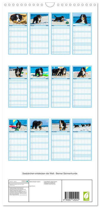 Seebärchen entdecken die Welt - Berner Sennenhunde (CALVENDO Familienplaner 2025)