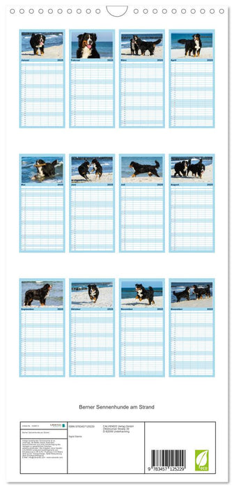 Berner Sennenhunde am Strand (CALVENDO Familienplaner 2025)