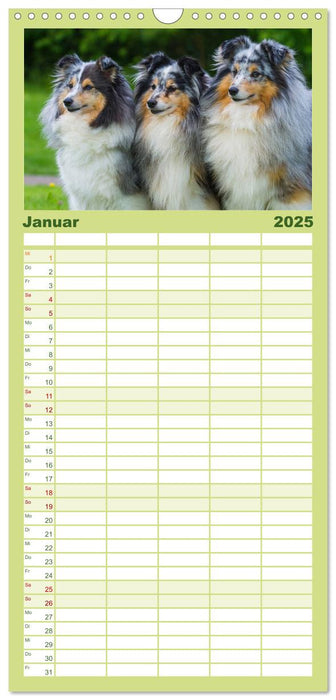 Traumhund Sheltie (CALVENDO Familienplaner 2025)
