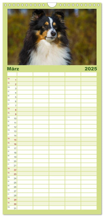 Traumhund Sheltie (CALVENDO Familienplaner 2025)