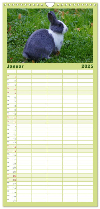 Meerschweinchen und Zwergkaninchen (CALVENDO Familienplaner 2025)