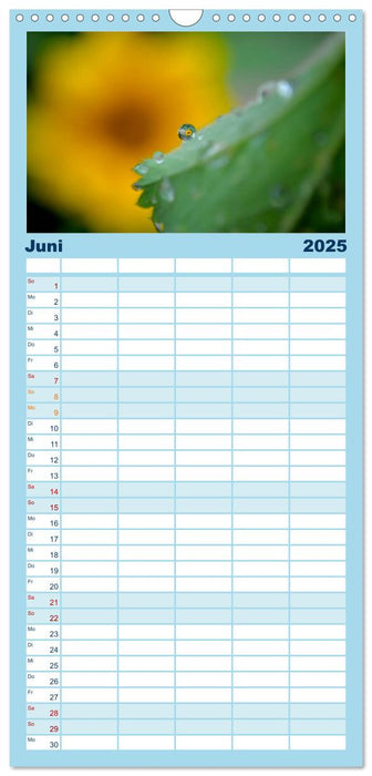 Sonnenblumen 2025 (CALVENDO Familienplaner 2025)