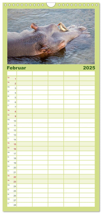 Nilpferde, Kolosse im Wasser (CALVENDO Familienplaner 2025)